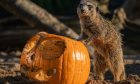 Dundee vets urge the public not to leave pumpkins out for wildlife