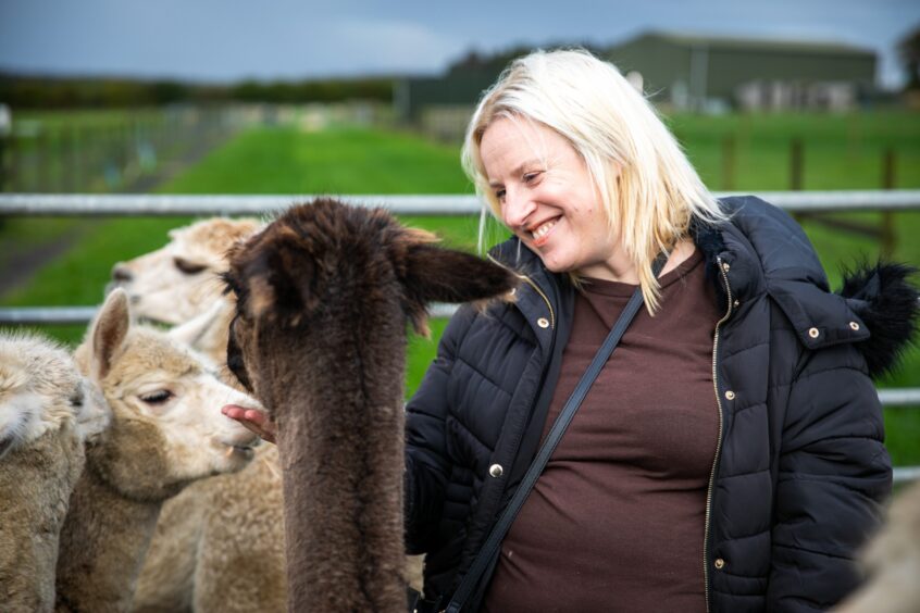 Debbie enjoyed mingling with the alpacas in Fife. 