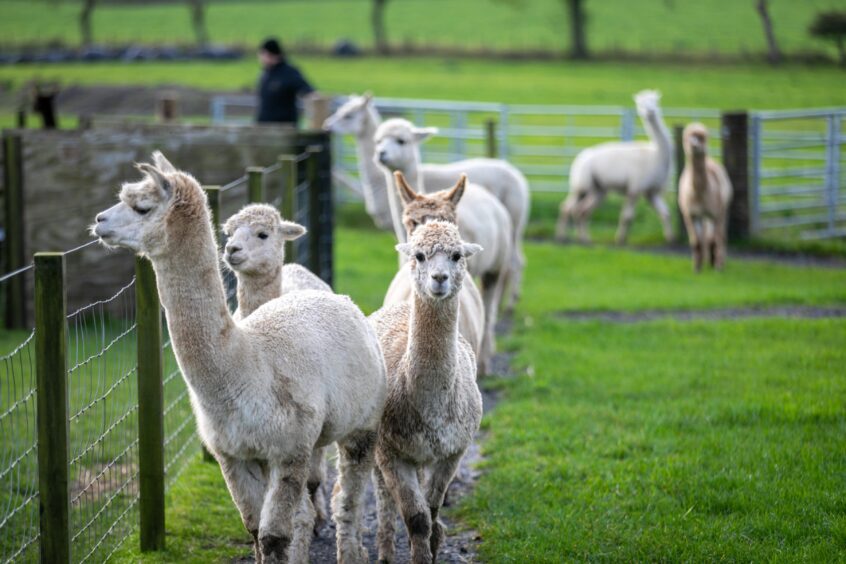 Visitors can get up close and personal with the alpacas in the new mindfulness sessions