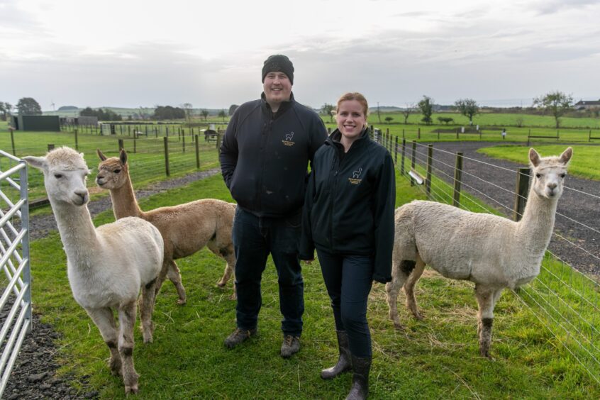 Sarah Mainida (33) and Simon Johnson (31) work at their family alpaca farm in Fife. 