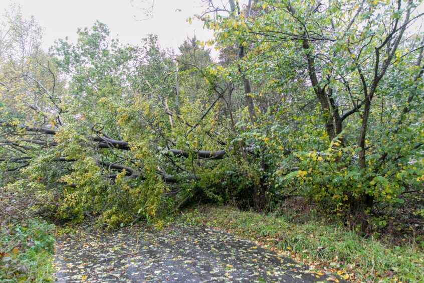 Tree blocks the Keils Den road near Lundin Links during Storm Babet.
