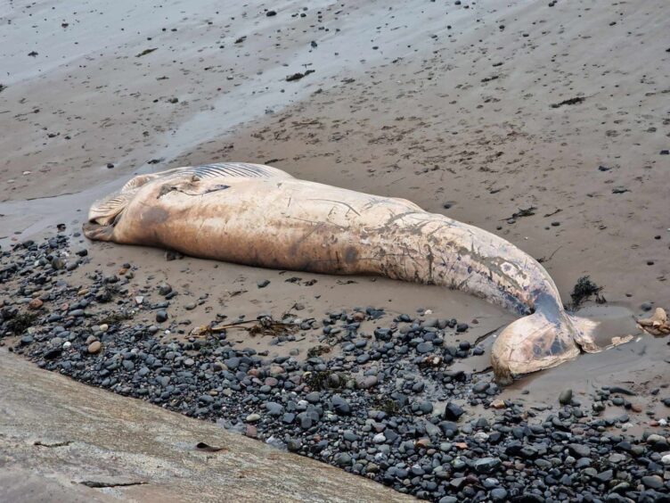 The whale, believed to be a Minkie at West Links, Arbroath, Angus 