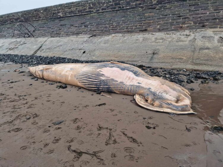 The stranded whale on Arbroath beach 