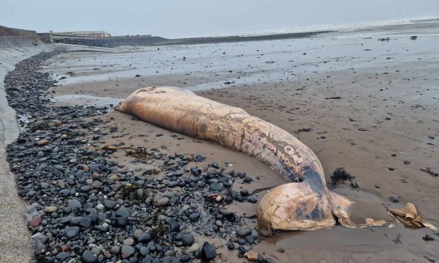 a whale believed to be a Minkie has washed up on an Angus beach