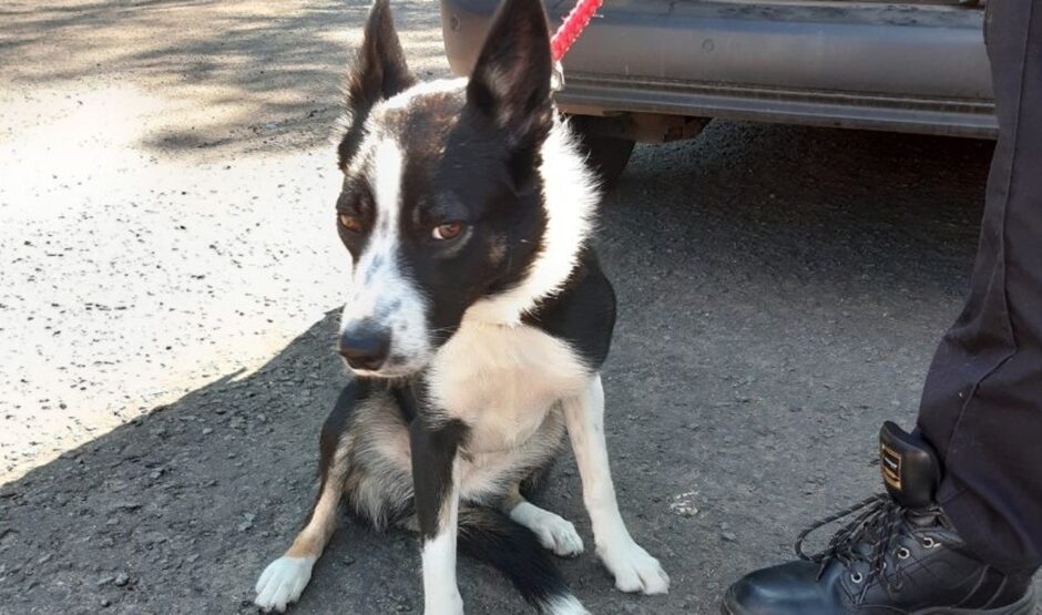 Willow the Fife rescued collie.