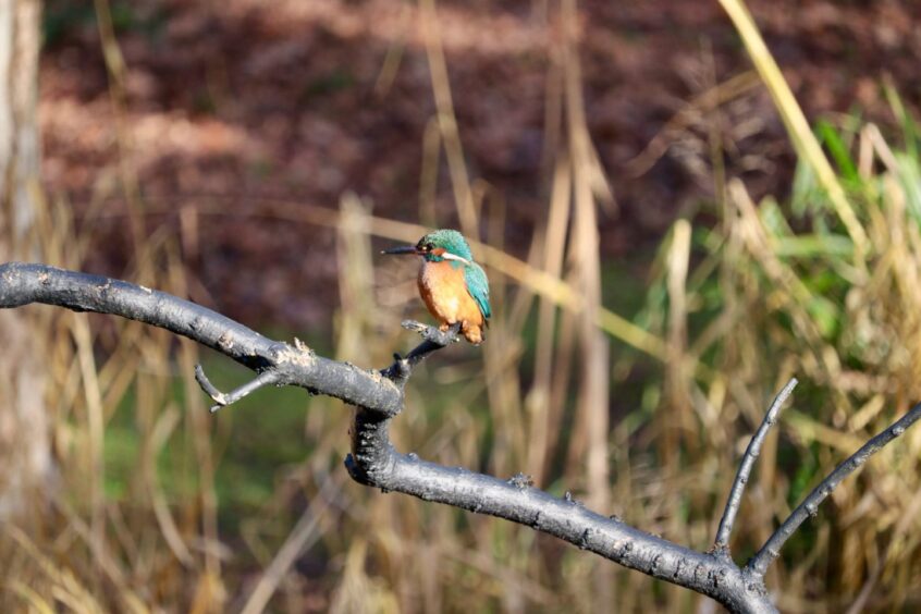 A kingfisher sat on a branch at the Dundee Botanic Garden.