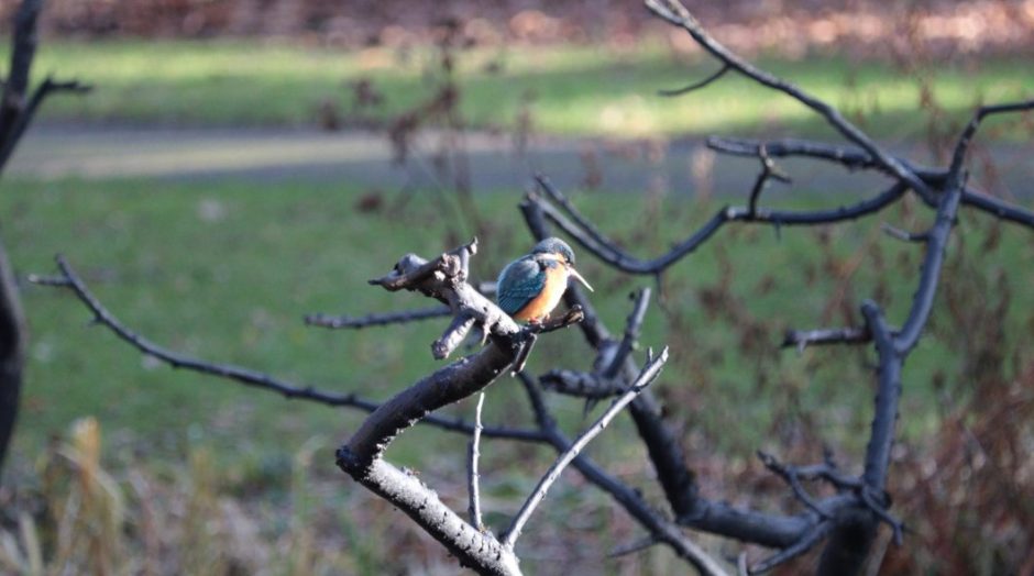 A kingfisher sat on a branch at the Dundee Botanic Garden.
