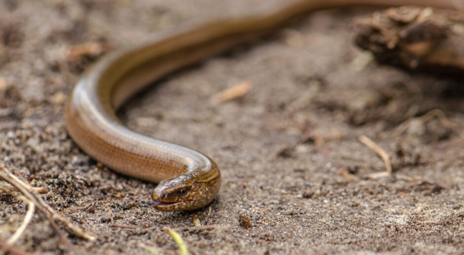 A slow worm in the wild