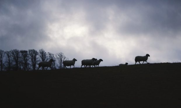 Elder ploughed into a flock of sheep during his midnight joyride. Image: Shutterstock.