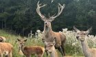 Missing stag from Perthshire wildlife centre