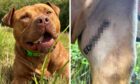 Mico was saved after the public helped fund an identity tattoo. Image: Supplied.