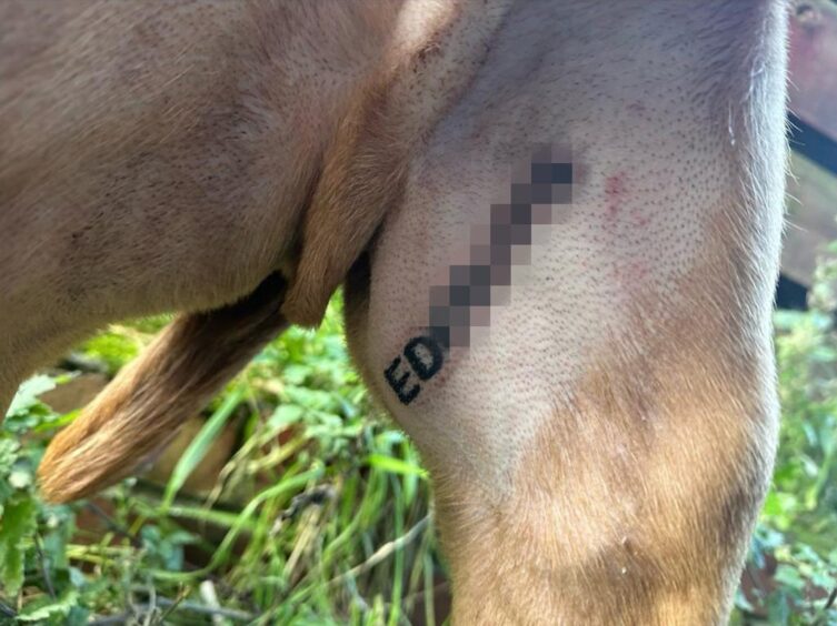 Fife dog Mico's ID tattoo