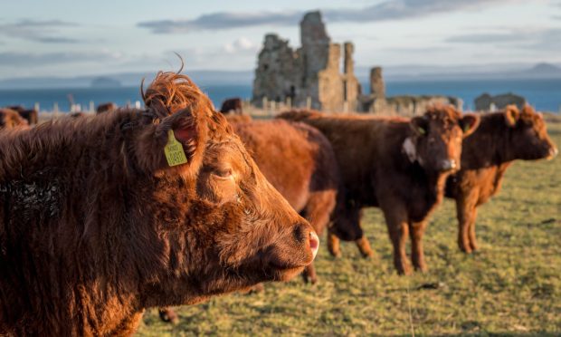 NFUS says the Scottish beef sector is being damaged by the ongoing political uncertainty in the UK.