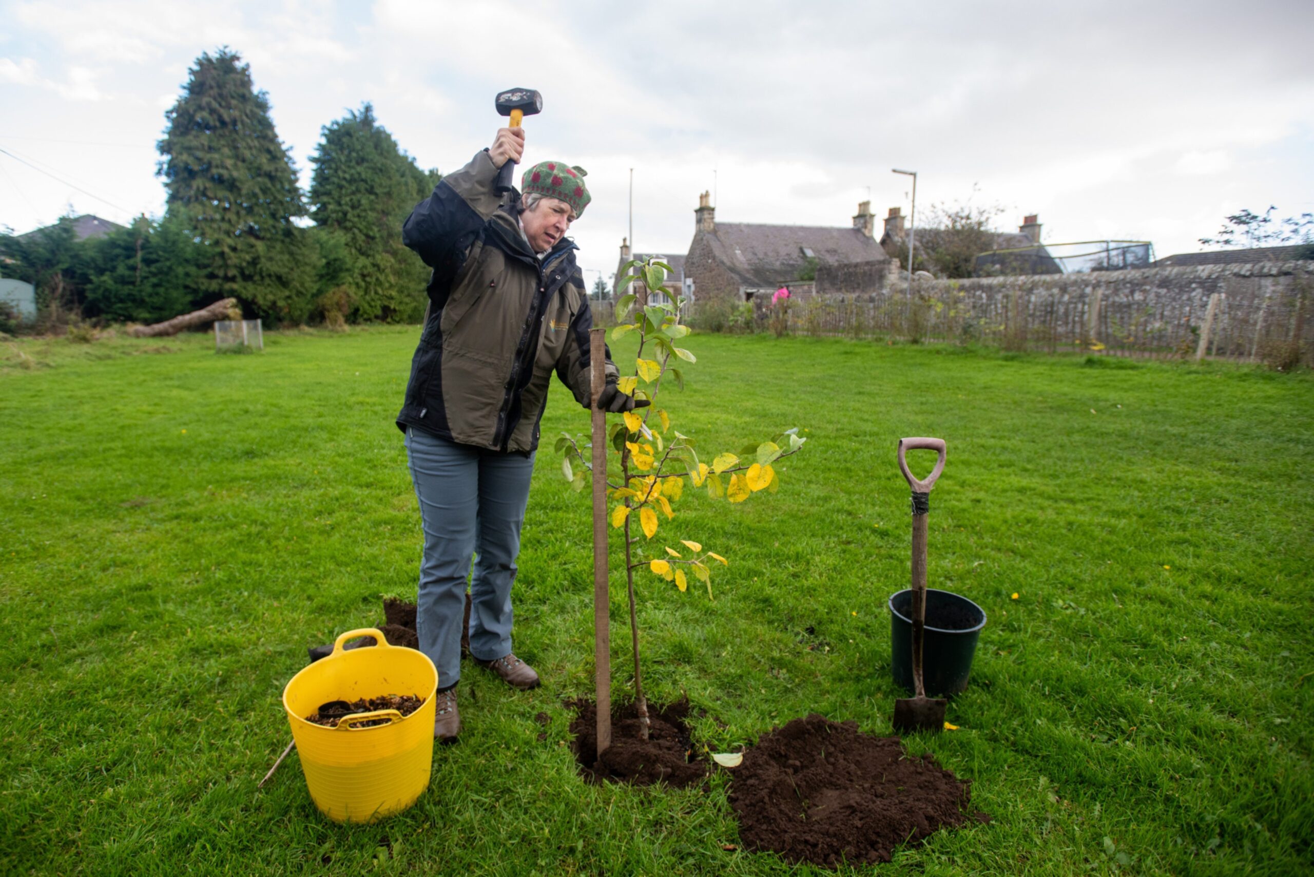 Gillian Fyfe hammers in the stake to keep the Scotch Bridget apple stable. There is a spade and a bucket to her right, and a grassy field behind, and a yellow bucket packed with mulch. 