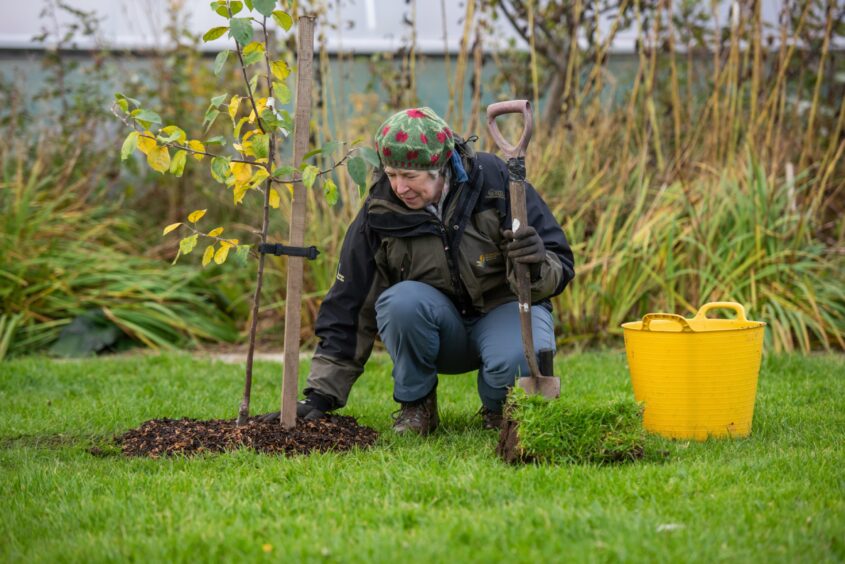 Gillian Fyfe pats in the mulch around the planted apple tree. She holds a spade and there is a yellow bucket that the mulch was in on her right. 