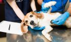 Large numbers of dogs are being treated by vets for parvovirus. Image: Shutterstock