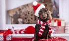 Fifers are invited to party like a dachshund in Kirkcaldy this Christmas.
