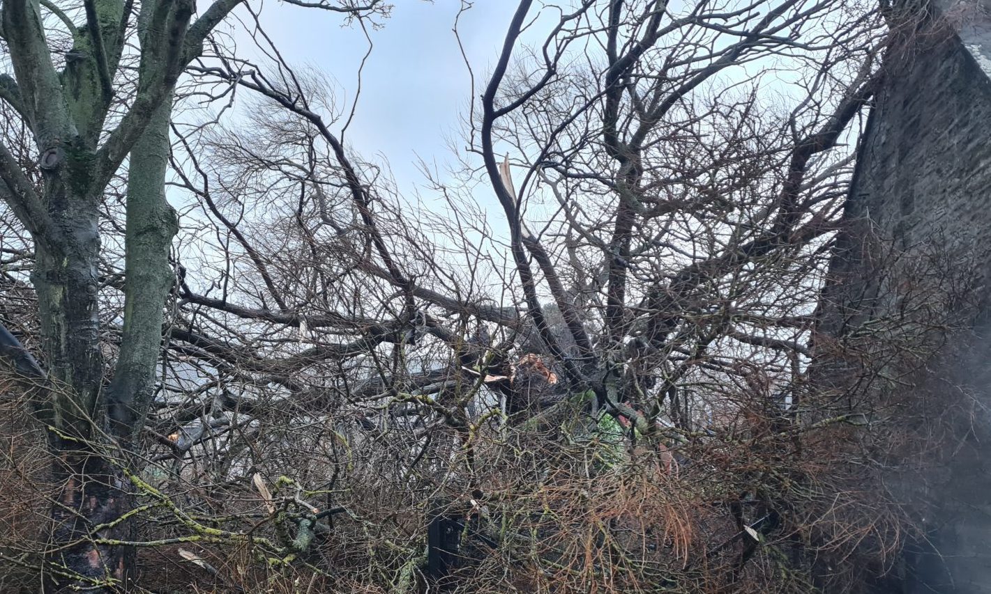 The Dibble Tree, which has been a fixture in Carnoustie for over 225 years, fell during Storm Gerrit. Image: Alec Edward