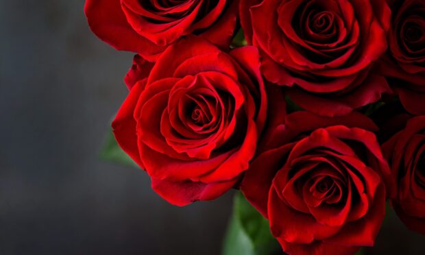 Gibb sent his target an unwanted dozen red roses on Valentine's day. Image: Shutterstock.