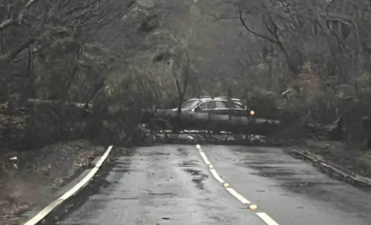 A tree blocking the A916 Kennoway to Cupar road during Storm Gerrit.
