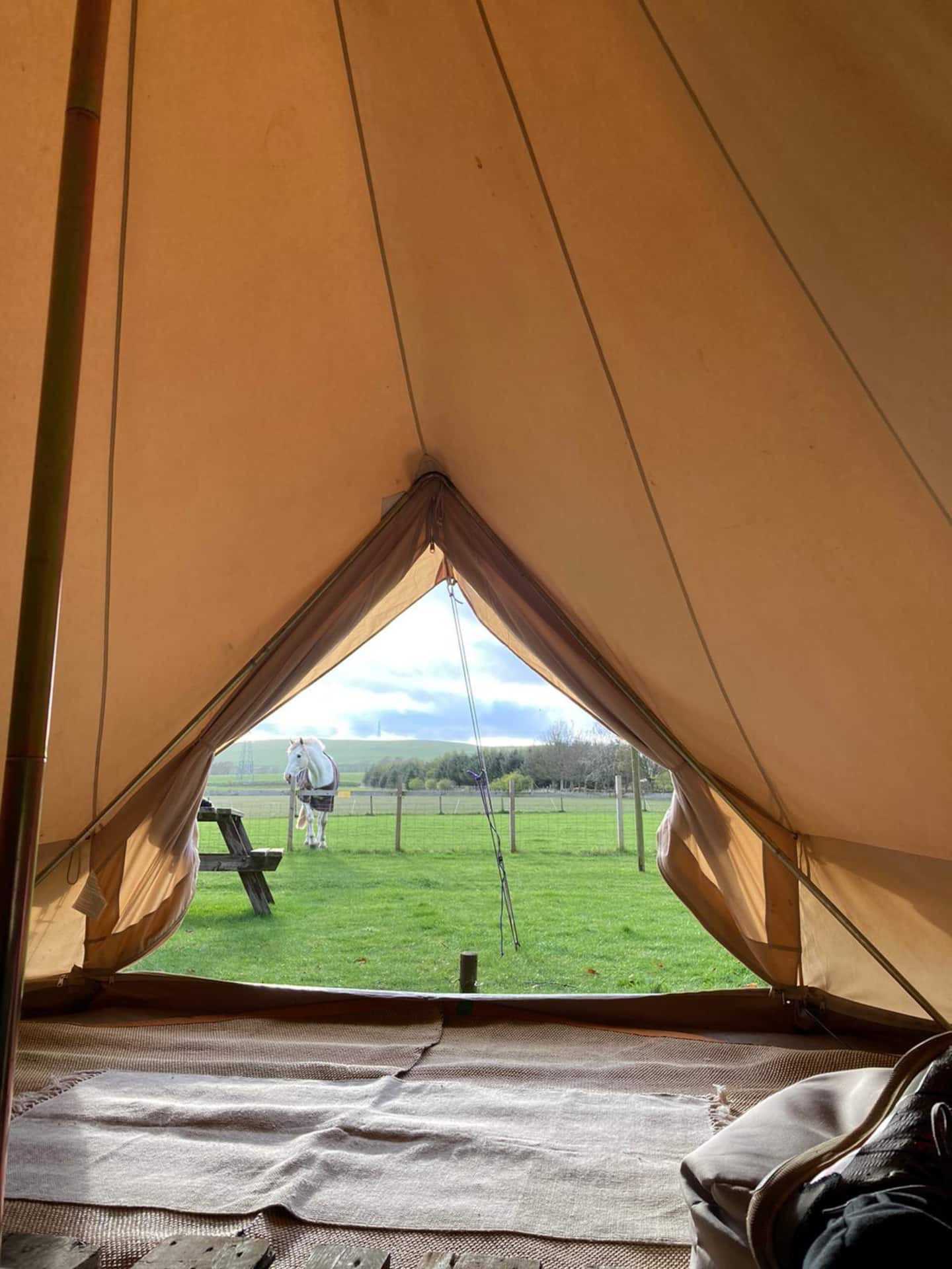 Views from the Angus yurt out to the Airbnb owner's horses and to Finlarg Hill.