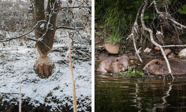 Beavers spotted in Dundee