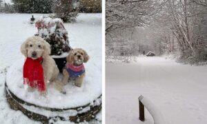 Dogs enjoy snow in Moonzie. Image: Jill Uss / Gilvenbank Park Glenrothres. Image: Alison Huskie.
