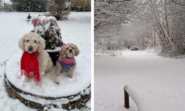Dogs enjoy snow in Moonzie. Image: Jill Uss / Gilvenbank Park Glenrothres. Image: Alison Huskie.