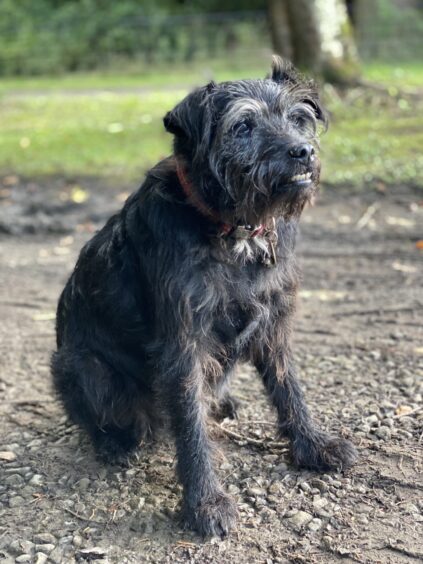 Ted the dog, a small scruffy black terrier with pronounced teeth