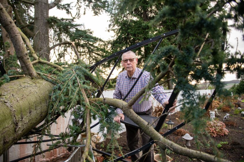 West Ferry home has 100ft tree snap during Storm Gerrit 