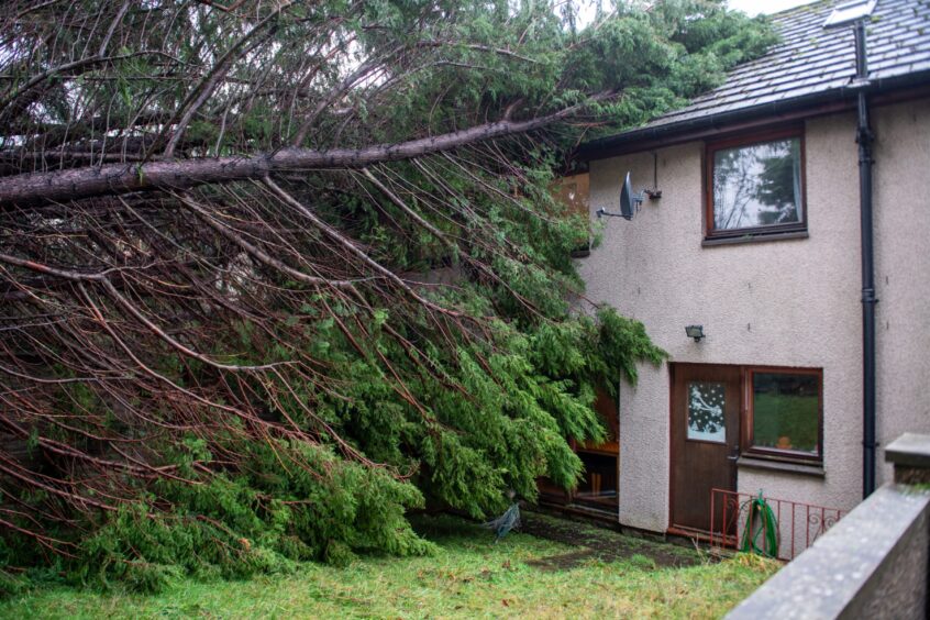 Tree on house in Dundee after Storm 