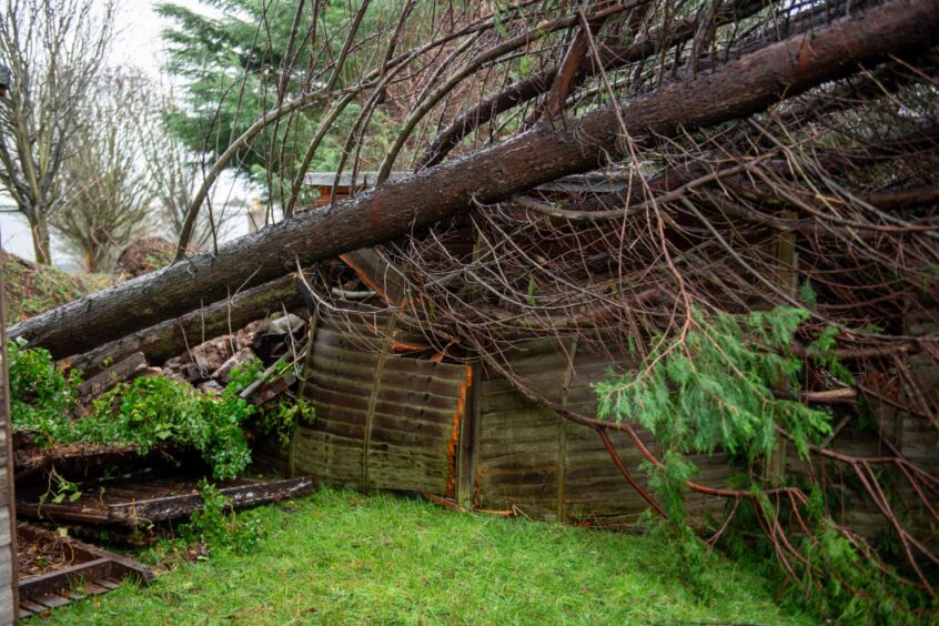 Tree crushes Garden Shed in Dundee amid Storm Gerrit 