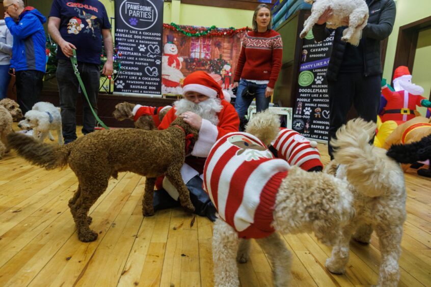Some of the VIP guests at the Christmas Party Like A Cockapoo in Kirkcaldy. 