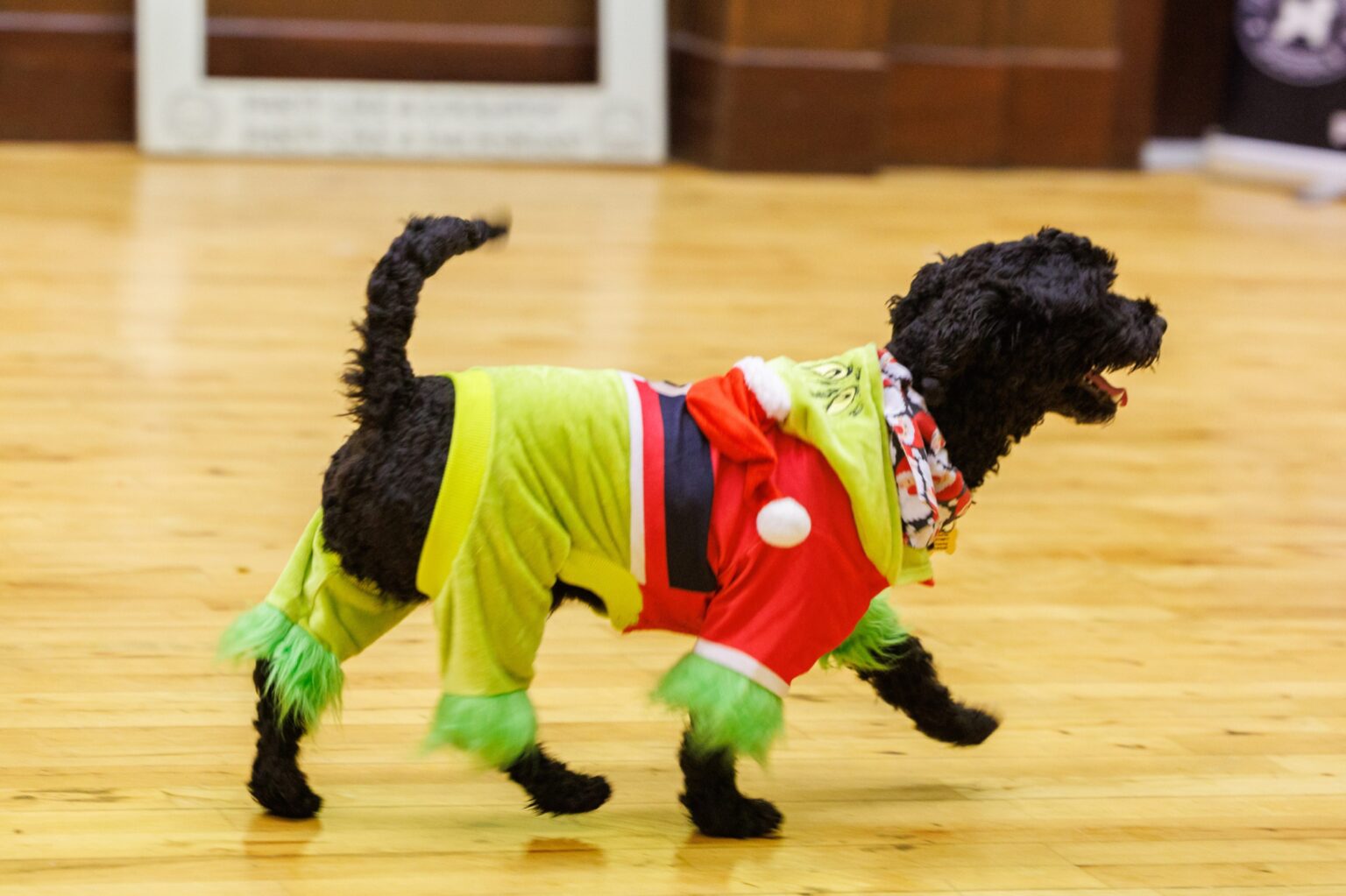 Party Like A Cockapoo: Meet Fife dog lovers behind phenomenon