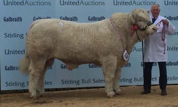 Jim Muirhead with Firhills Nimrod at Stirling Bull Sales.