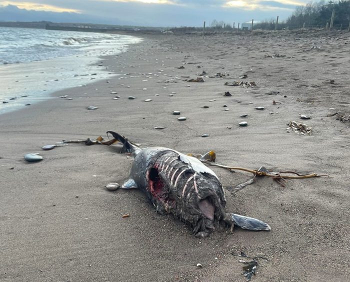 The dead porpoise on Kirkcaldy beach 