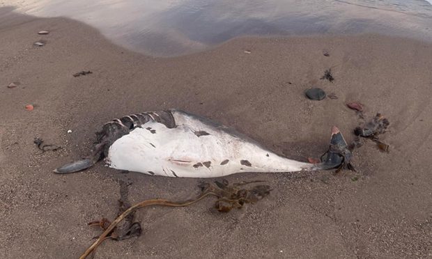 Porpoise washes up on Kirkcaldy beach in Fife