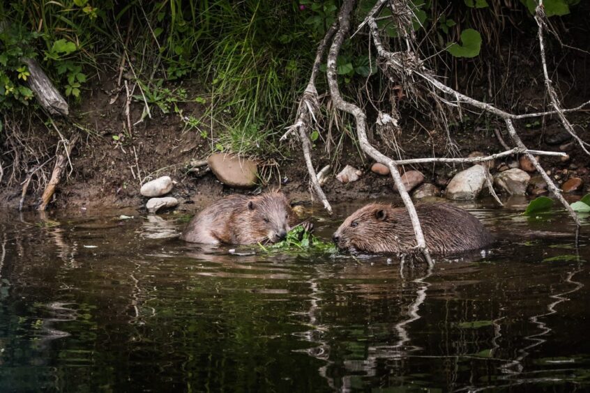 Beavers in Tayside 