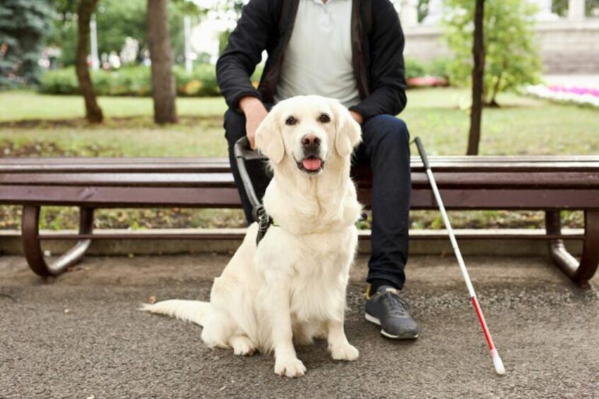Man sitting on bench in park with guide dog.
