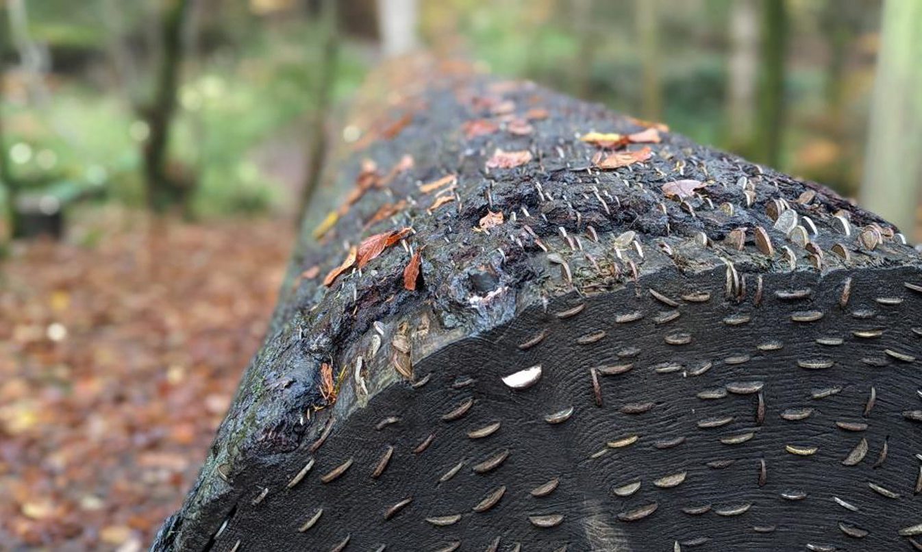 Coins hammered into a tree stump at The Hermitage near Dunkeld. Image: Sarah  Mackenzie