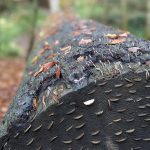 Coin hammering trend at Perthshire beauty spot having ‘devastating impact’ on trees