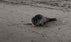 Seal pup on Kirkcaldy beach.