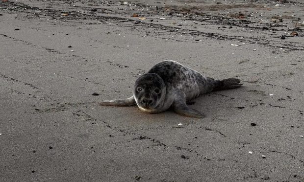 Seal pup on Kirkcaldy beach.