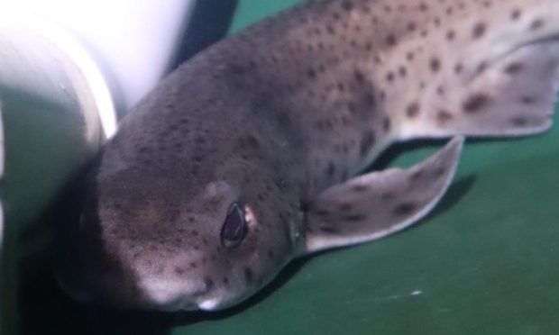A lesser spotted catshark