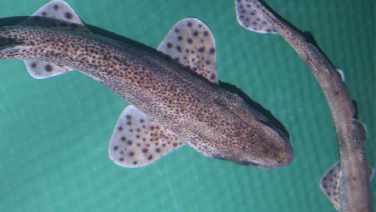 One of the catsharks