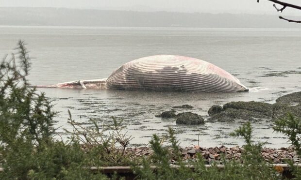 Huge fin whale washes up on beach at Culross, Fife