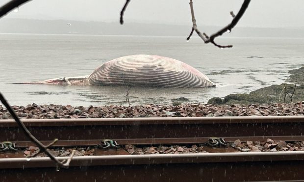 The fin whale carcass.