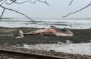 The 17-metre-long fin whale washed up close to Culross.