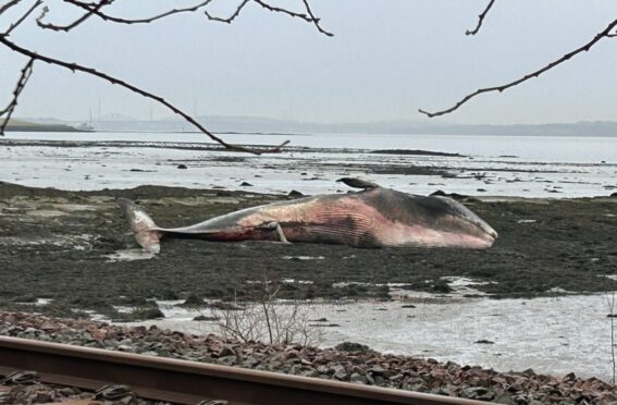 The 17-metre-long fin whale washed up close to Culross.
