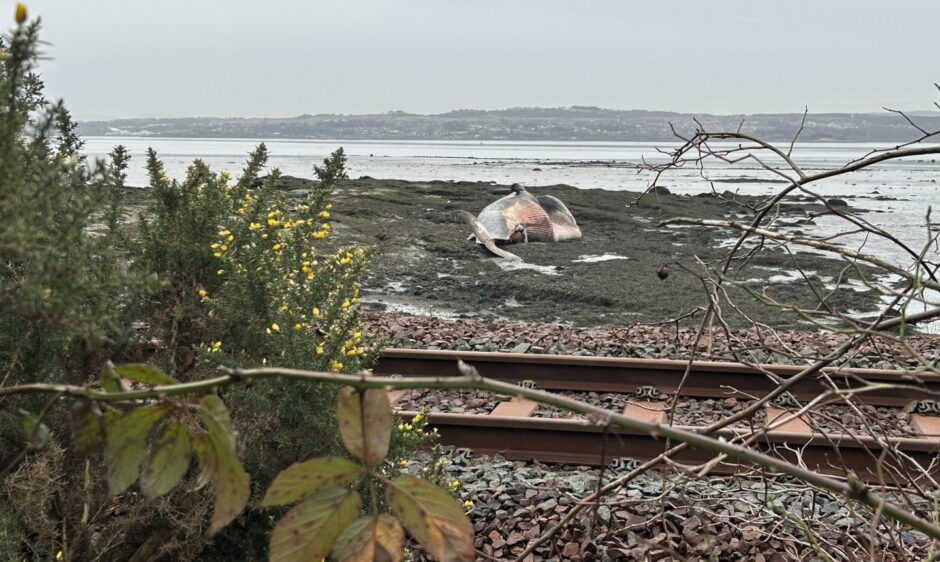 The fin whale carcass at Culross will be left to rot away naturally.